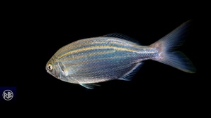 Saupe / Sarpa Saupe / Sarpa