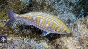 Saupe / Sarpa Saupe / Sarpa