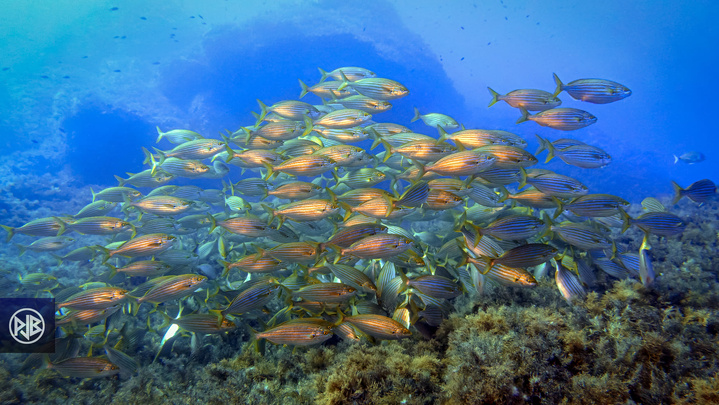 Saupe / Sarpa Saupe / Sarpa