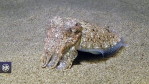 Seiche / Sepia Seiche / Sepia