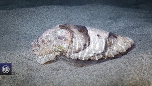 Seiche / Sepia Seiche / Sepia