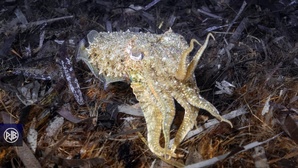 Seiche / Sepia Seiche / Sepia