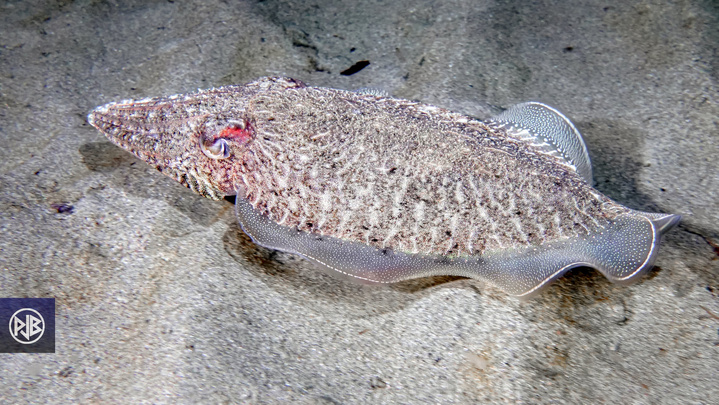 Seiche / Sepia Seiche / Sepia