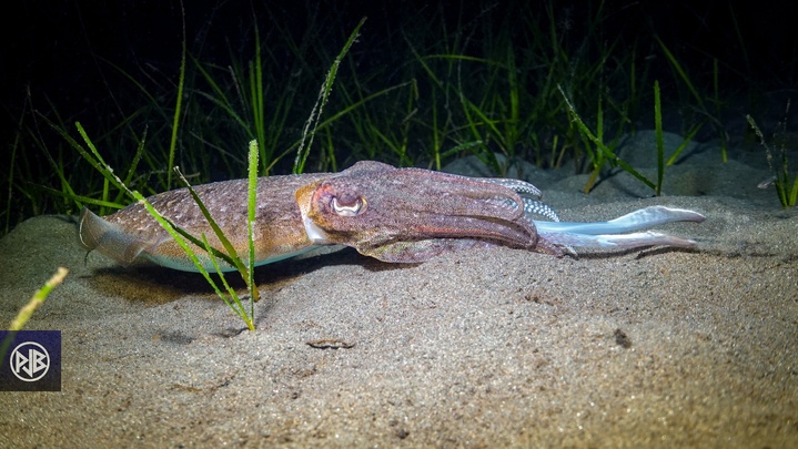 Seiche / Sepia Seiche / Sepia