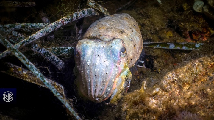 Seiche / Sepia Seiche / Sepia