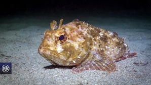 Rascasse brune / Scorpina Rascasse brune / Scorpina