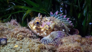 Rascasse brune / Scorpina Rascasse brune / Scorpina