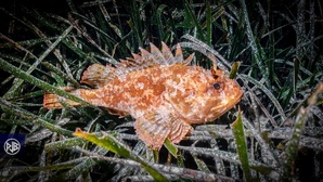 Rascasse brune / Scorpina Rascasse brune / Scorpina