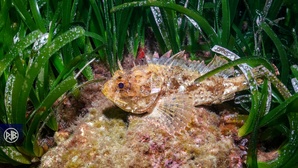 Rascasse brune / Scorpina Rascasse brune / Scorpina