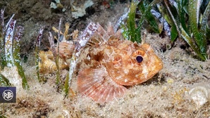 Rascasse brune / Scorpina Rascasse brune / Scorpina