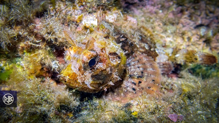 Rascasse brune / Scorpina Rascasse brune / Scorpina