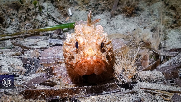 Rascasse brune / Scorpina Rascasse brune / Scorpina