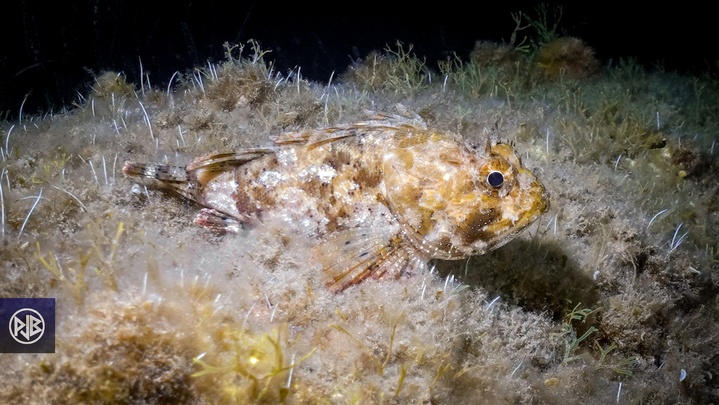 Rascasse brune / Scorpina Rascasse brune / Scorpina