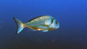 Dorade royale / Urata