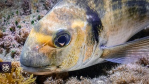 Dorade royale / Urata