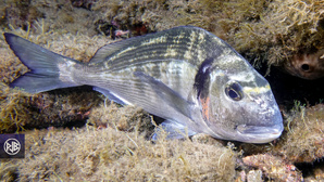 Dorade royale / Urata