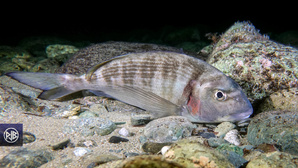 Dorade royale / Urata