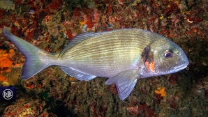 Dorade royale / Urata