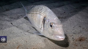 Dorade royale / Urata Dorade royale / Urata