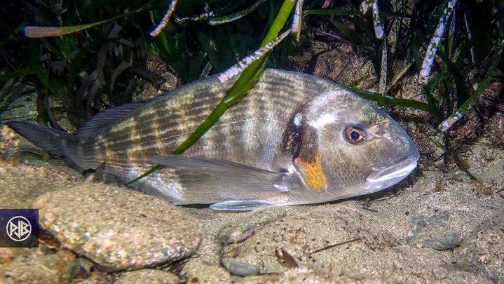 Dorade royale / Urata Dorade royale / Urata