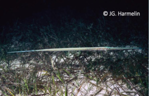 LES ESPECES NON INDIGENES LES ESPECES NON INDIGENES