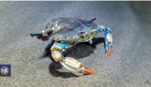 LES ESPECES NON INDIGENES LES ESPECES NON INDIGENES