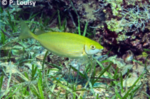 LES ESPECES NON INDIGENES LES ESPECES NON INDIGENES