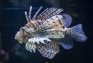 LES ESPECES NON INDIGENES LES ESPECES NON INDIGENES