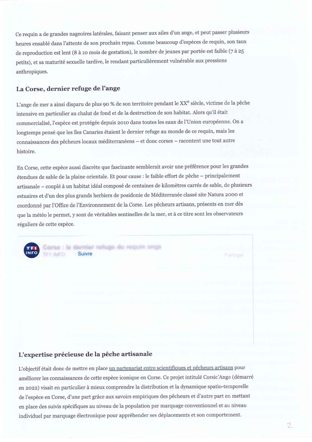 L'ange de Mer - l'un des derniers refuges du requin ange de mer révélé grâce à des pêcheurs Corse L'ange de Mer - l'un des derniers refuges du requin ange de mer révélé grâce à des pêcheurs Corse