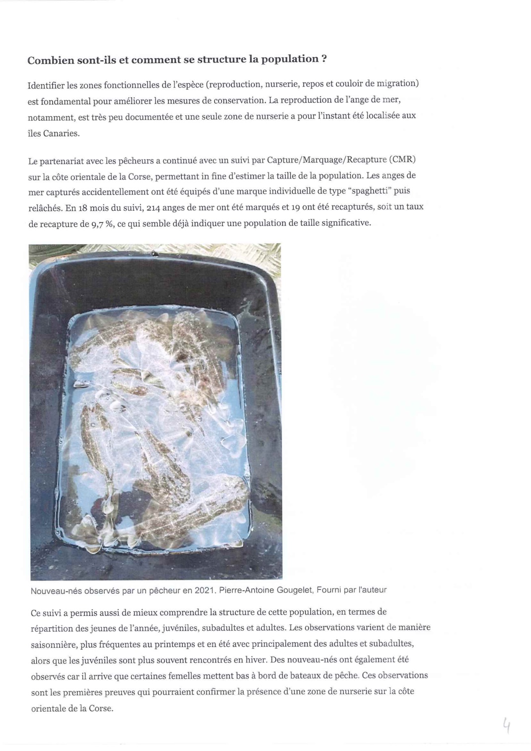 L'ange de Mer - l'un des derniers refuges du requin ange de mer révélé grâce à des pêcheurs Corse L'ange de Mer - l'un des derniers refuges du requin ange de mer révélé grâce à des pêcheurs Corse