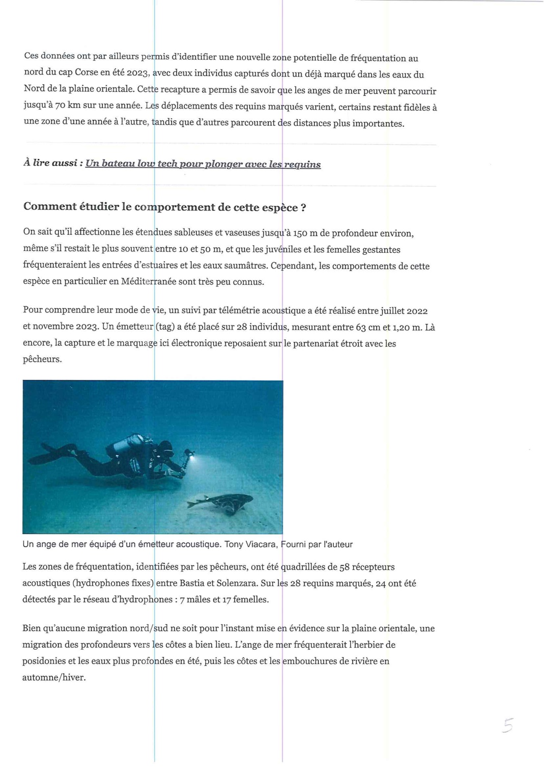 L'ange de Mer - l'un des derniers refuges du requin ange de mer révélé grâce à des pêcheurs Corse L'ange de Mer - l'un des derniers refuges du requin ange de mer révélé grâce à des pêcheurs Corse