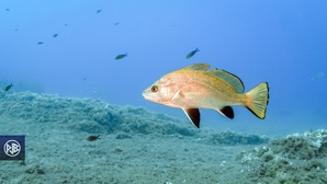 Le moratoire Mérou et Corb Le moratoire Mérou et Corb