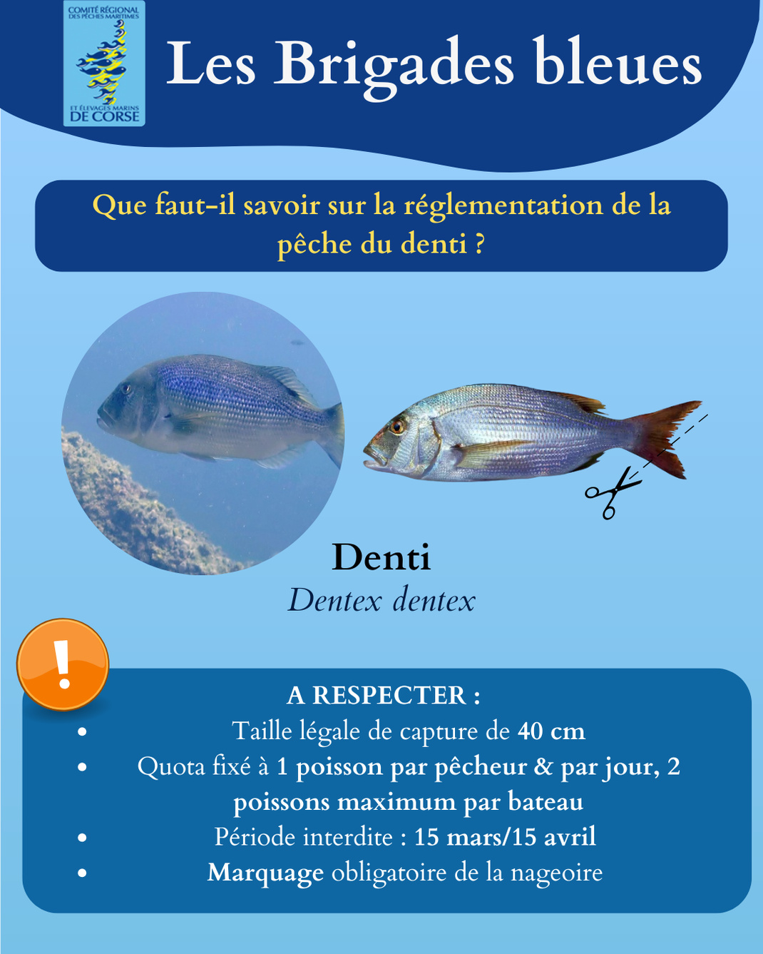 Règlementation du Denti en Corse Règlementation du Denti en Corse