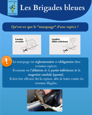 Marquage des captures effectuées dans le cadre de la pêche maritime de loisir