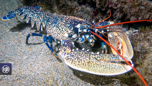 Espèces interdites à la pêche de loisir en Corse Espèces interdites à la pêche de loisir en Corse