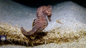 Espèces interdites à la pêche de loisir en Corse