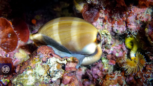 Espèces interdites à la pêche de loisir en Corse