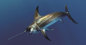 Interdiction Espadon et Thon Germon en pêche de loisir Interdiction Espadon et Thon Germon en pêche de loisir