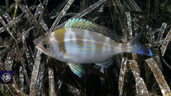 Dorade grise / Tannuda