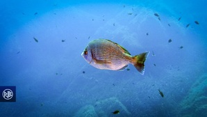 Dorade grise mâle Dorade grise mâle