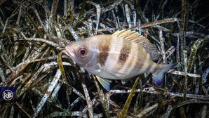 Dorade grise / Tannuda