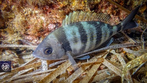 Dorade grise / Tannuda