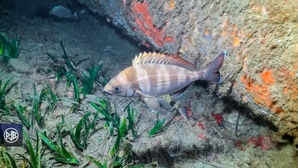 Dorade grise / Tannuda Dorade grise / Tannuda