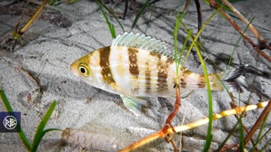 Dorade grise / Tannuda