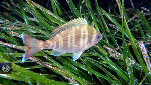 Dorade grise / Tannuda
