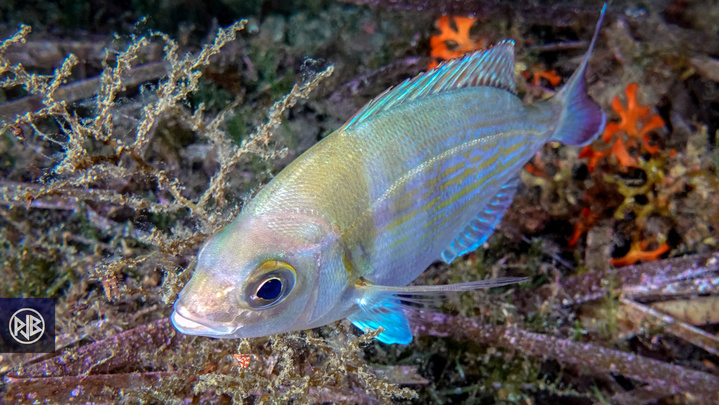 Dorade grise / Tannuda