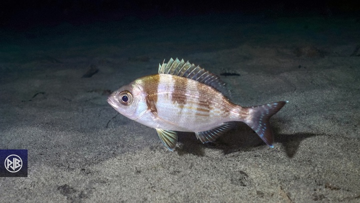 Dorade grise / Tannuda Dorade grise / Tannuda