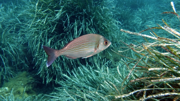 Dorade grise / Tannuda