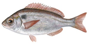 Dorade commune / Pageot rose Dorade commune / Pageot rose