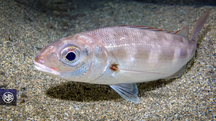 Pageot acarné / Muvrone Pageot acarné / Muvrone